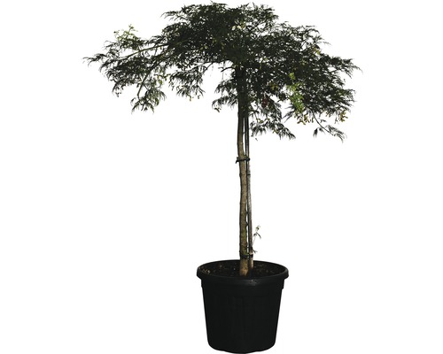 Flikbladig japansk lönn FLORASELF Acer palmatum Dissectum Viridis 100-120cm co 25L