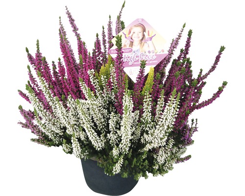 Ljung FLORASELF Calluna vulgaris Beauty Ladies High Five Ø17cm