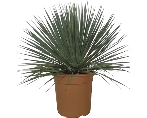 Palmlilja FLORASELF Yucca rostrata 30-50xØ25cm