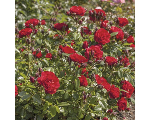 Stamros Rosa-Cultivars 60-80cm Co 5L sorterad