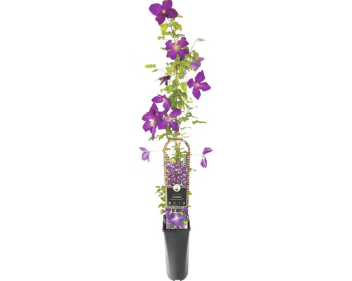 Klematis Clematis-Cultivars So Many® Purple Flowers PBR 80-90cm co 2,3L-0