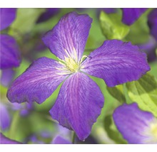 Klematis Clematis-Cultivars So Many® Purple Flowers PBR 80-90cm co 2,3L-thumb-1