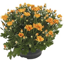 Krysantemum FLORASELF Chrysanthemum indicum Jive Time Ø23cm-thumb-0