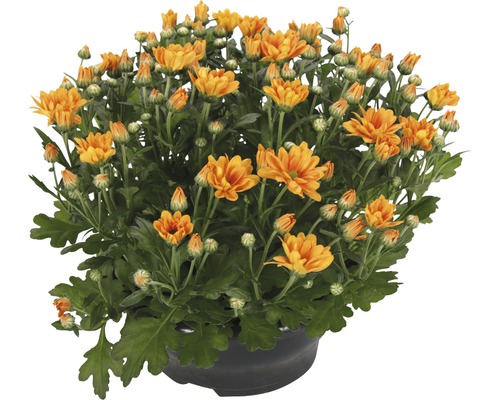 Krysantemum FLORASELF Chrysanthemum indicum Jive Time Ø23cm-0