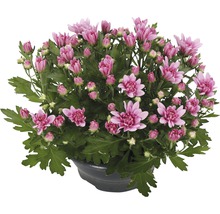 Krysantemum FLORASELF Chrysanthemum indicum Fashion Ø23cm-thumb-0
