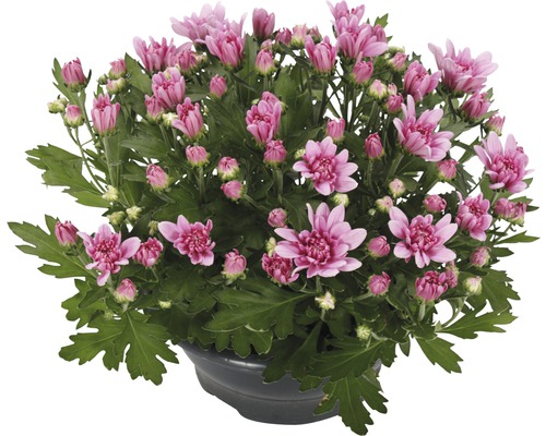 Krysantemum FLORASELF Chrysanthemum indicum Fashion Ø23cm-0