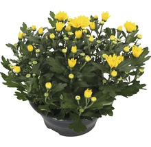 Krysantemum FLORASELF Chrysanthemum indicum Tapas Time Ø23cm-thumb-0