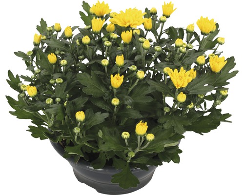 Krysantemum FLORASELF Chrysanthemum indicum Tapas Time Ø23cm-0