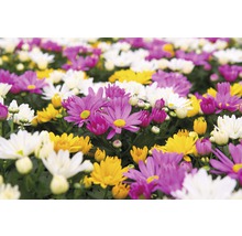 Krysantemum mix FLORASELF Chrysanthemum indicum Mix Ø23cm-thumb-1