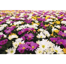 Krysantemum FLORASELF Chrysanthemum indicum Carnaval Ø12cm-thumb-2
