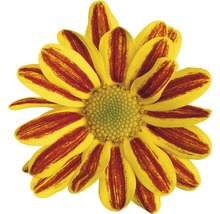 Krysantemum FLORASELF Chrysanthemum indicum HoiHoi Ø12cm-thumb-1