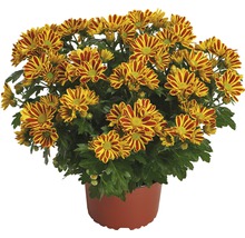 Krysantemum FLORASELF Chrysanthemum indicum HoiHoi Ø12cm-thumb-0