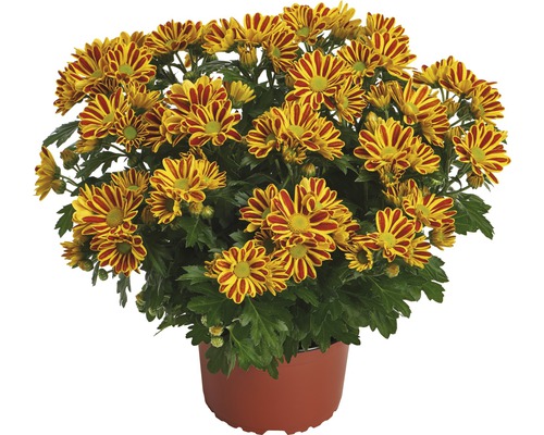 Krysantemum FLORASELF Chrysanthemum indicum HoiHoi Ø12cm-0