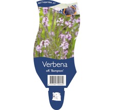 Järnört Verbena officinalis Bampton 20-40 cm Ø 11 cm 6st-thumb-0