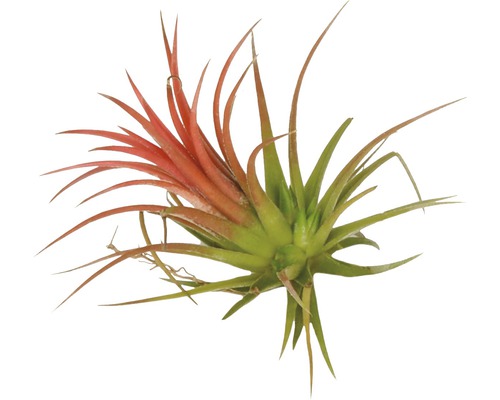 Nåltillandsia FLORASELF Tillandsia ionantha 6-8cm röd-0