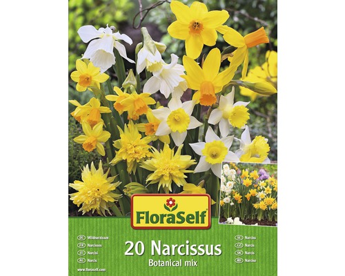 Blomsterlökar FLORASELF påskliljor botanisk mix 20st