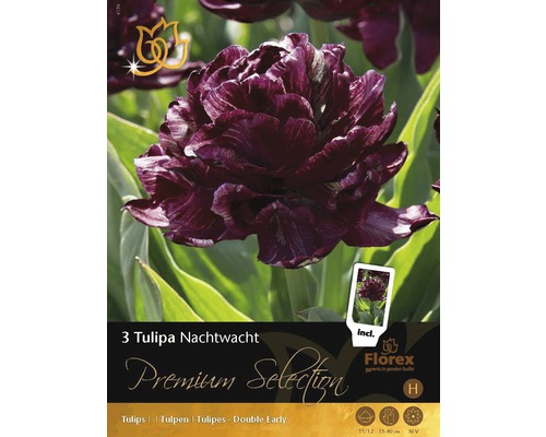 Blomsterlökar premium tulpaner Nachtwacht 3st