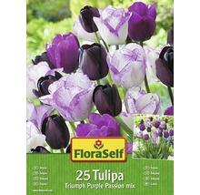 Blomsterlökar FLORASELF tulpaner Purple Passion mix 25st-thumb-0