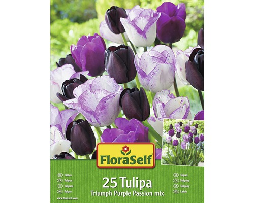 Blomsterlökar FLORASELF tulpaner Purple Passion mix 25st-0