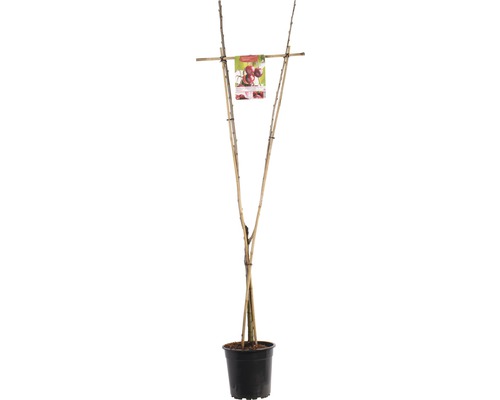 Körsbär Duo FLORASELF Prunus avium 125-150cm co 7L