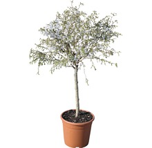 Prydnadskörsbär FLORASELF Prunus incisa Kojou-no-mai 60-80cm Co 6L-thumb-1