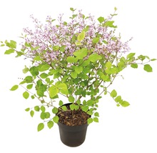 Dvärgsyren FLORASELF Syringa-Cultivars Bloomerang Dark Purple 40-50cm co 3L-thumb-0
