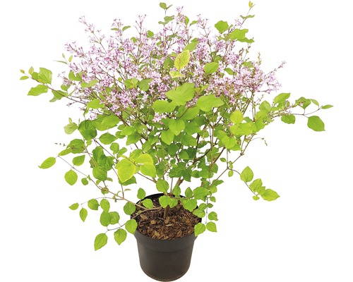 Dvärgsyren FLORASELF Syringa-Cultivars Bloomerang Dark Purple 40-50cm co 3L-0
