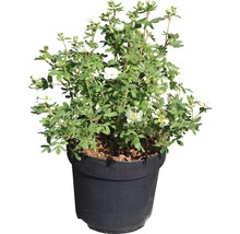 Trädgårdstok FLORASELF Potentilla fruticosa Creme Brulee 30-40cm co 4,5L-thumb-1