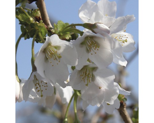 Prydnadskörsbär FLORASELF Prunus incisa Kojou-no-mai 30-40cm Co 4,5L
