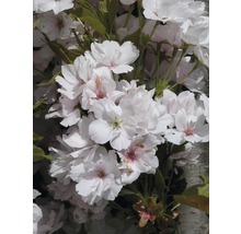 Japanskt prydnadskörsbär FLORASELF Prunus serrulata Amanogawa 60-100cm Co 6L-thumb-0