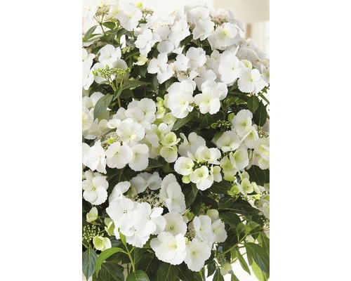 Hortensia FLORASELF Hydrangea Runaway Bride ® Snow White 50-60cm co 6L