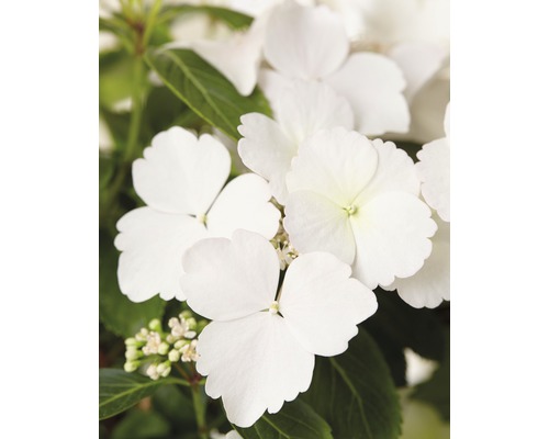 Hortensia FLORASELF Hydrangea Runaway Bride ® Snow White 40-50cm co 3,5L