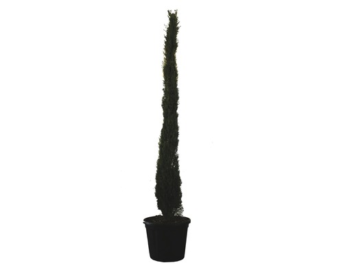 Äkta cypress Totem FLORASELF Cupressus sempervirens Totem ca 200cm co 30L