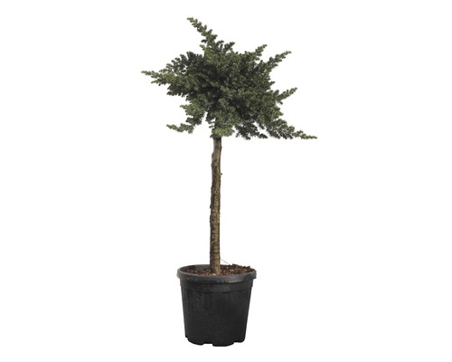 Enbuske FLORASELF Juniperus conferta Blue Pacific stam 80-100cm totalt 120-140cm co 18L