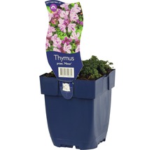 Timjan FLORASELF Thymus praecox Minor ca 5cm Co 0,5L-thumb-0