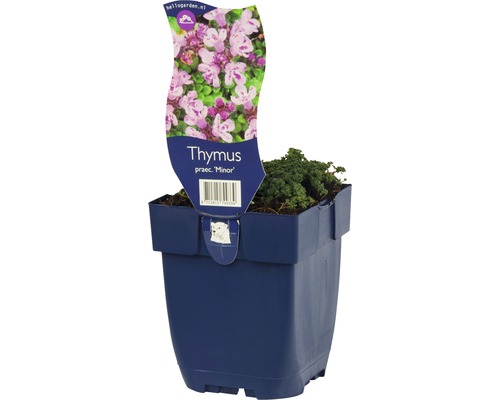 Timjan FLORASELF Thymus praecox Minor ca 5cm Co 0,5L-0