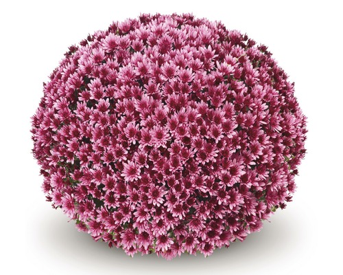 Chrysantemum FLORASELF Chrysanthemum spec.