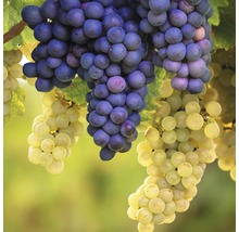 Druva spaljé Hof:Obst Vitis vinifera 60-80cm Co 6L vit & blå-thumb-0