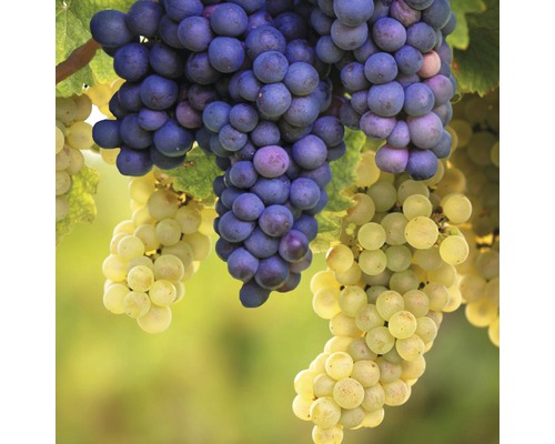 Druva spaljé Hof:Obst Vitis vinifera 60-80cm Co 6L vit & blå-0