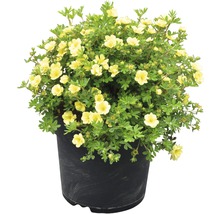 Trädgårdstok Potentilla fruticosa Lemon Meringue® 30-40 cm co 4,5 L-thumb-1