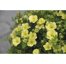 Trädgårdstok Potentilla fruticosa Lemon Meringue® 30-40 cm co 4,5 L-thumb-0