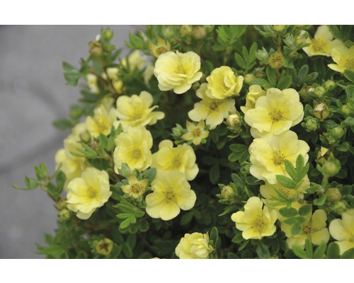 Trädgårdstok Potentilla fruticosa Lemon Meringue® 30-40 cm co 4,5 L-0