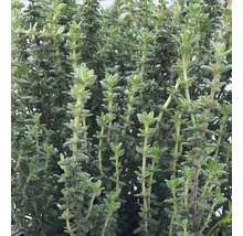 Kryddtimjan Thymus vulgaris Faustini 5-20cm co 0,5L 6st-thumb-0