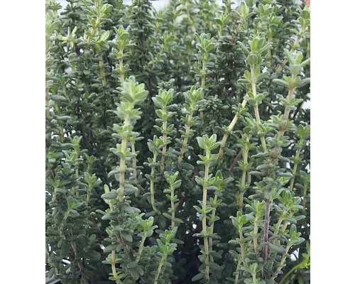 Kryddtimjan Thymus vulgaris Faustini 5-20cm co 0,5L 6st-0