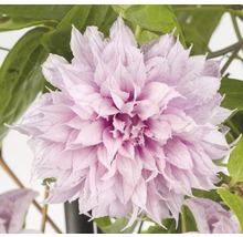 Storblommig Klematis Clematis Hybride Multi Pink ca 90cm Co 2,3L-thumb-0