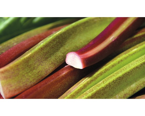Röd rabarber Hof:Obst Rheum x hybridum Fulton´s Strawberry Surprise 30-40cm Co 3,4L
