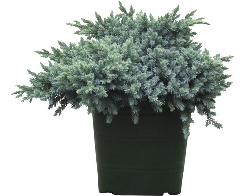 Himalajaen BOTANICO Juniperus squamata 'Blue Star' 25-30cm Co 3,7L