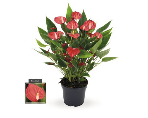 Rosenkalla FLORASELF Anthurium andreanum Million Flowers 10-20x12cm röd
