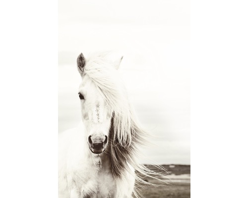 Poster REINDERS Maxi White Horse 61x91,5cm-0