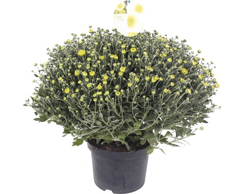 Krysantemum Chrysanthemum indicum x grandiflorum Primo Pistache Ø19cm